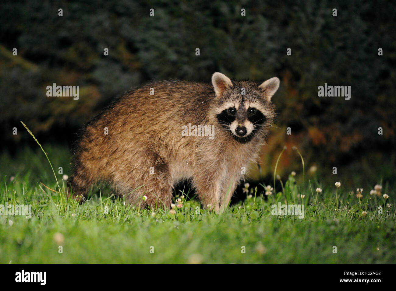 Common Raccoon ( Procyon lotor ) looks surprised, stands in front of some bushes, late in the night, wildlife, Germany. Stock Photo