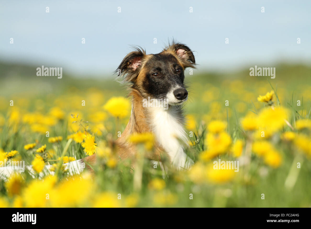 Silken Wind Sprite, male, lying in dandelion meadow, Germany Stock Photo