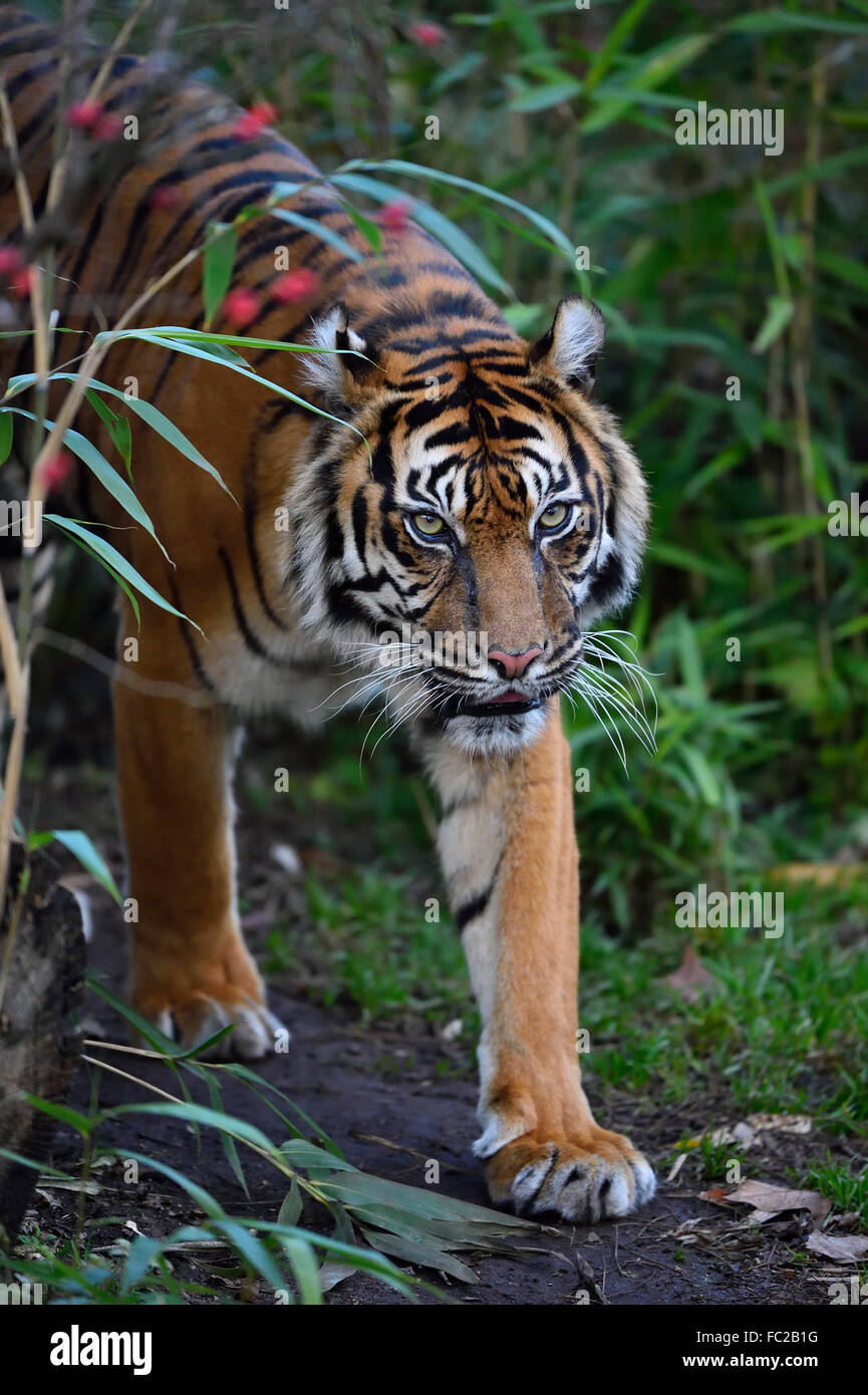Sumatran tiger (Panthera tigris sumatrae), captive, Germany Stock Photo