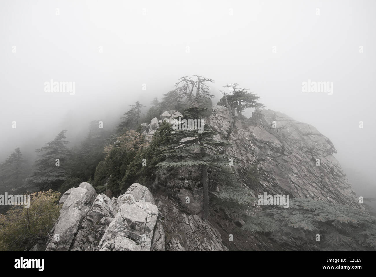 Fog in the mountain wood hi-res stock photography and images - Alamy
