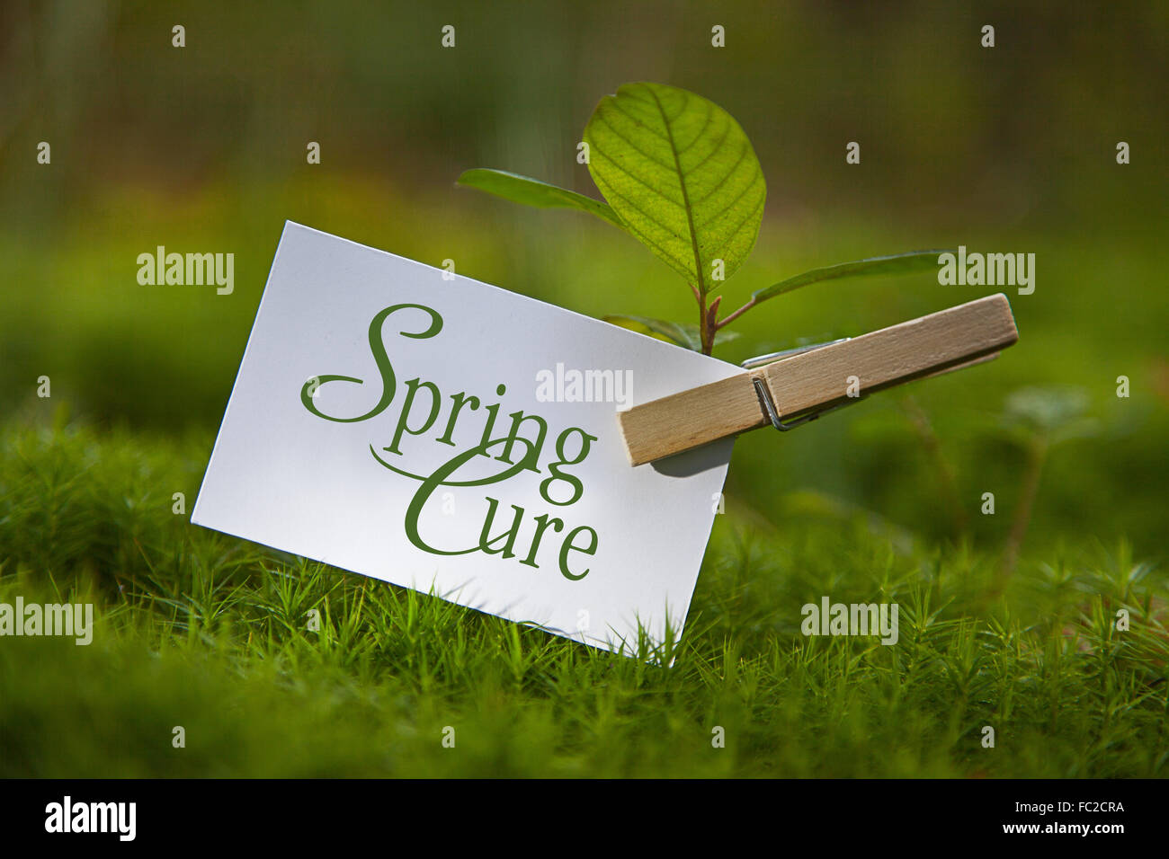 The word „Spring Cure with a seedling Stock Photo