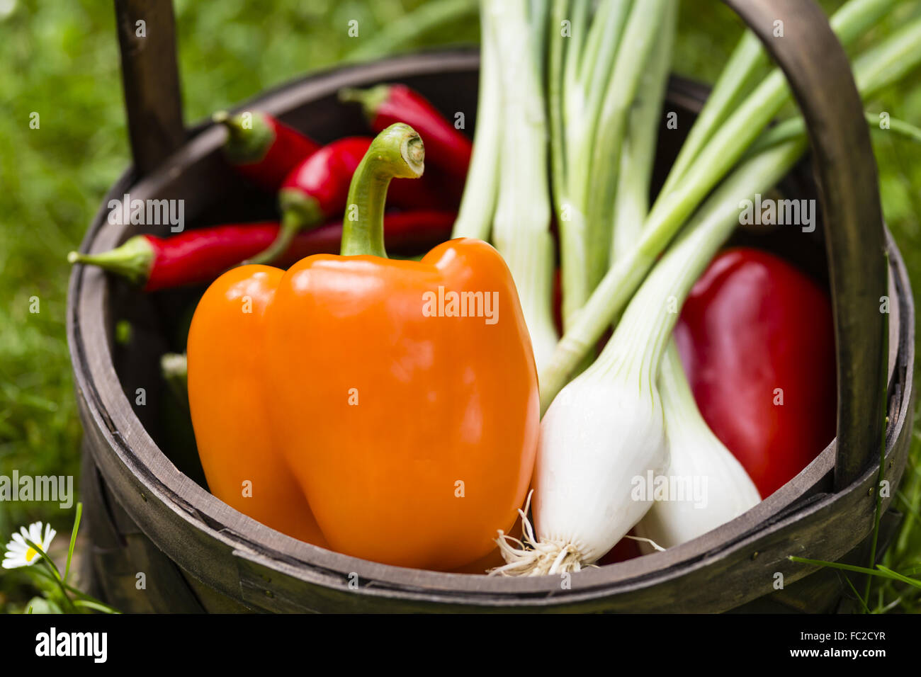 vegetable harvest Stock Photo