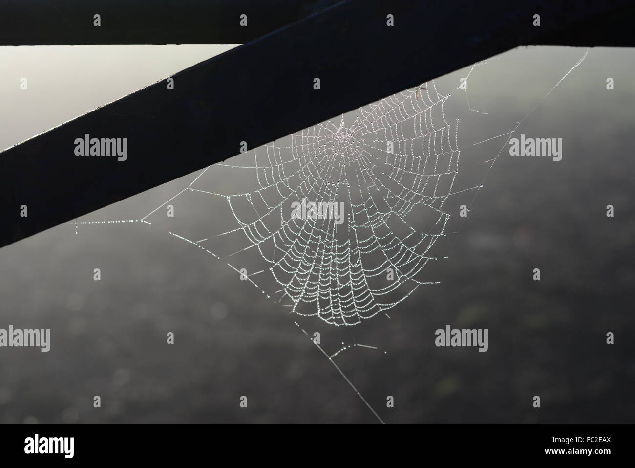 A spider's web Stock Photo - Alamy