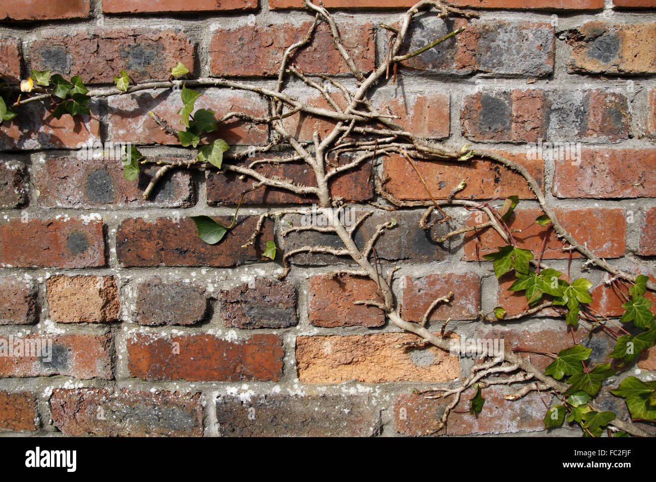 Growing on brick wall hires stock photography and images Alamy