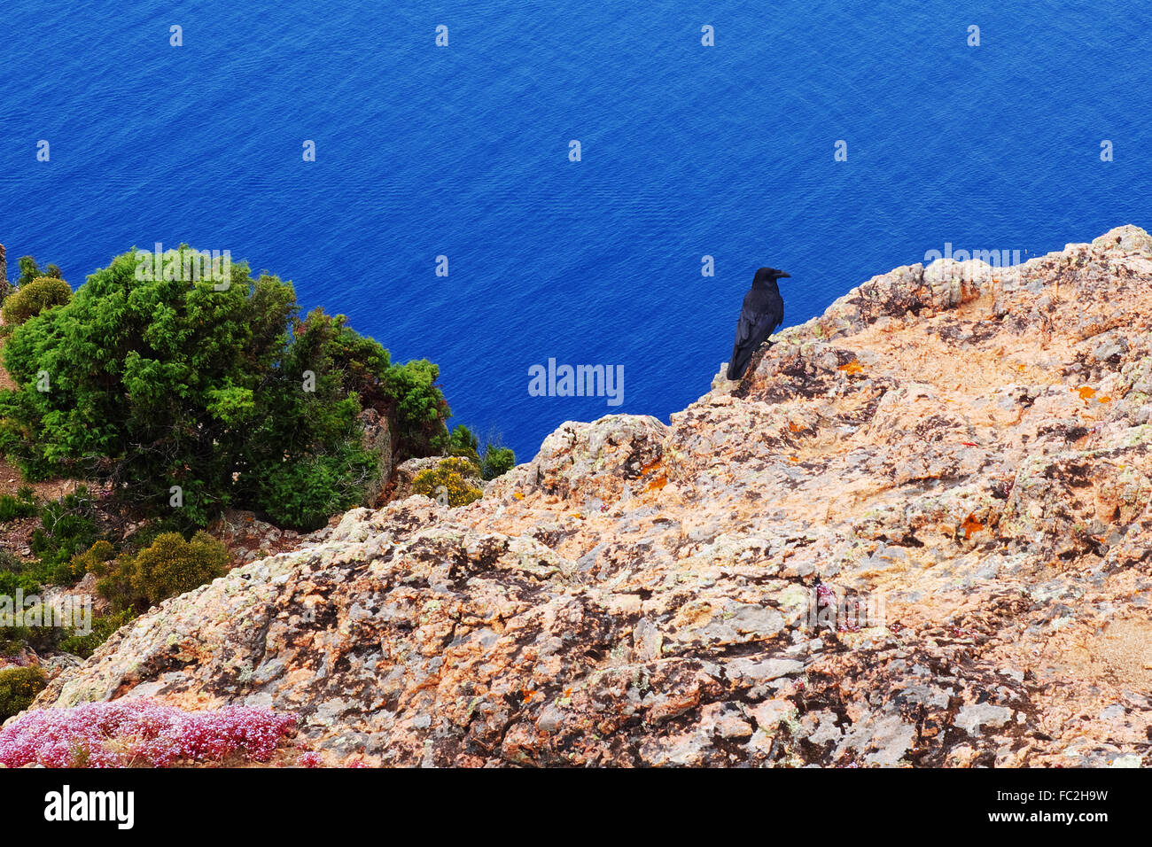 Raven on the Capu Rossu - Corsica Stock Photo