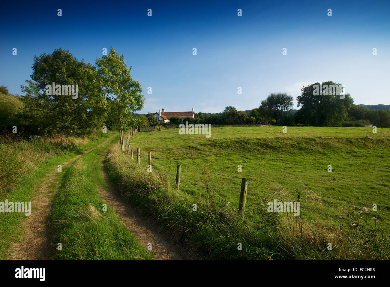 Farmland Dorset showing grassland in early summer vibrant green Stock Photo