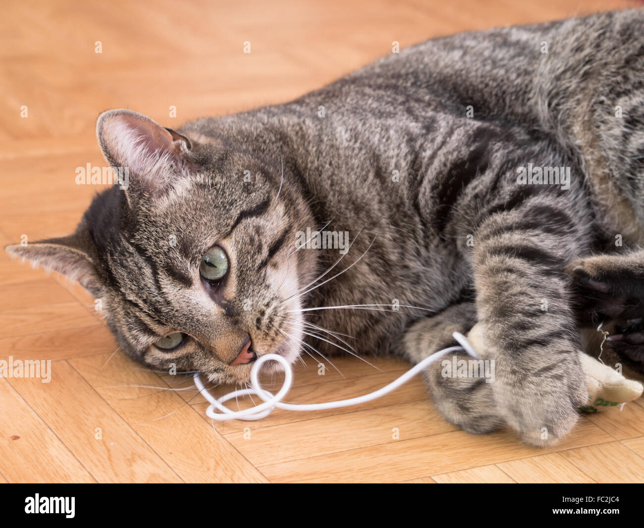 A cat playing with toys grey striped cat Stock Photo