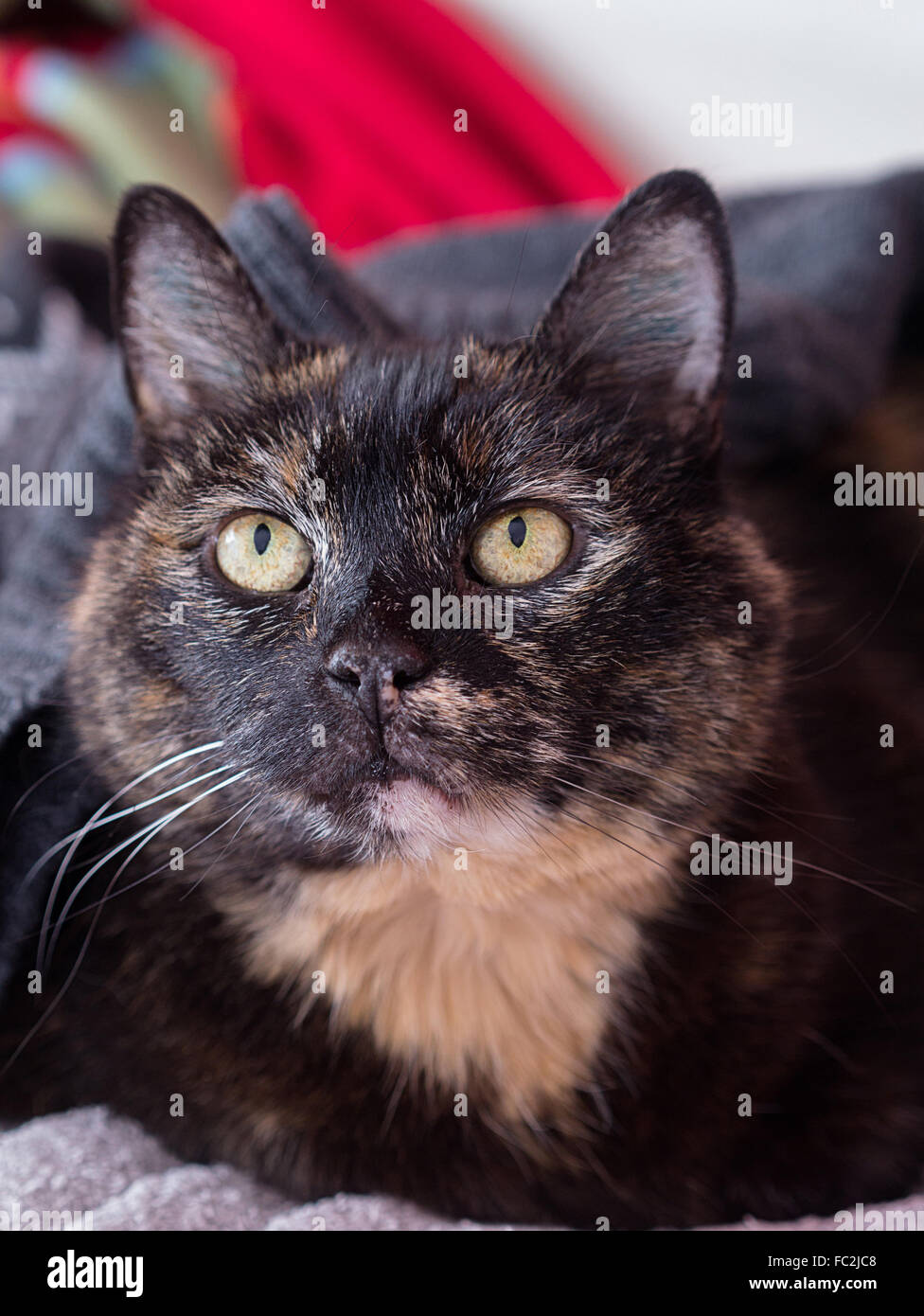 A cat watches with interest Stock Photo