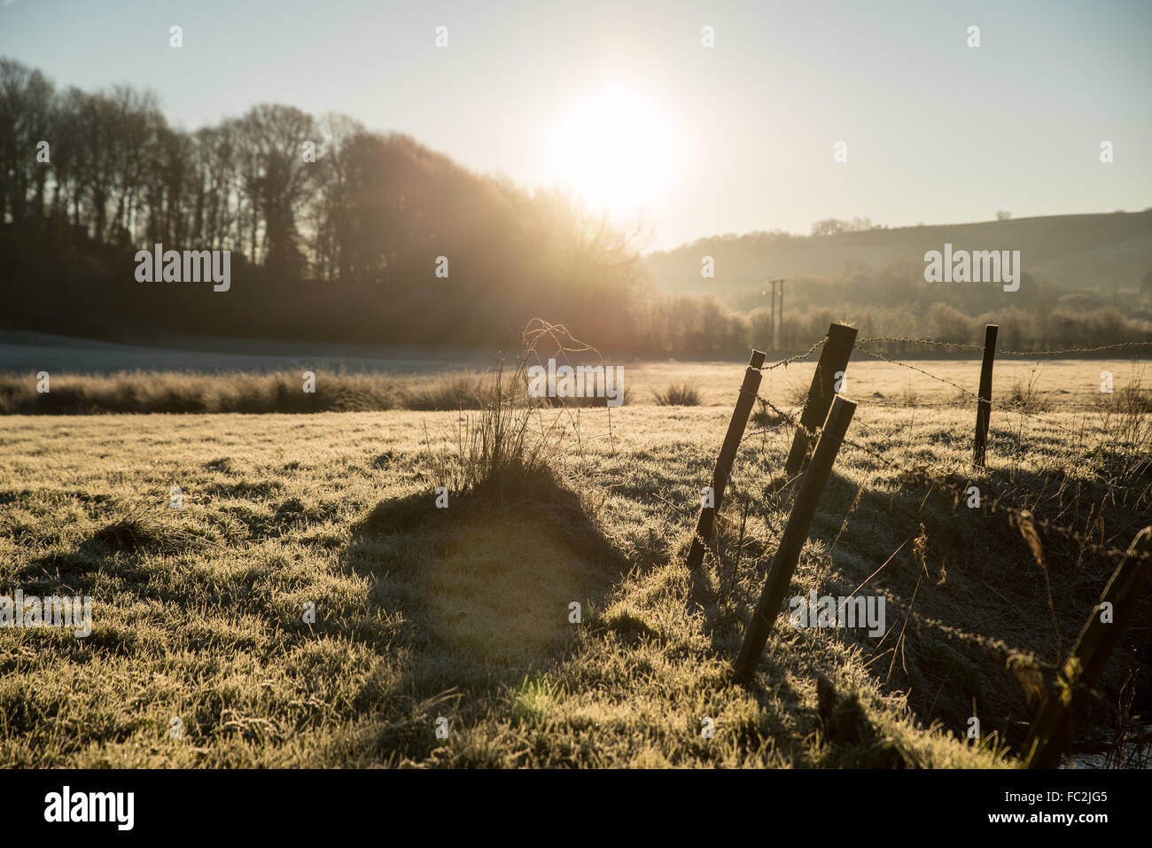 Llandysul, Ceredigion, UK. 20th January, 2016. UK weather:   the Sun Rises over a field of hard frost  after a cold night when temperatures dropped to -4 in parts of Ceredigion Credit:  Steffan Llewelyn/Alamy Live News Stock Photo