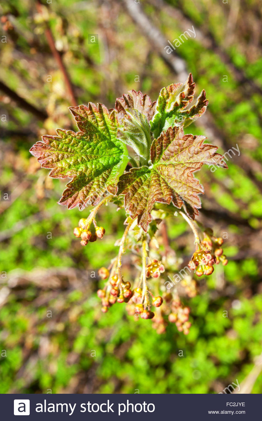 Blackcurrant Leaves High Resolution Stock Photography And Images Alamy