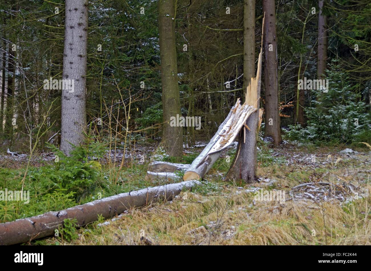 broken off and fallen tree Stock Photo