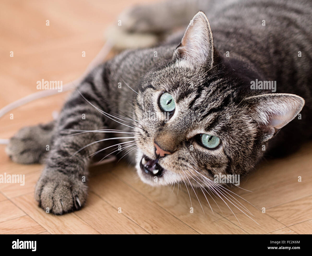 A striped cat plays in an apartment Stock Photo