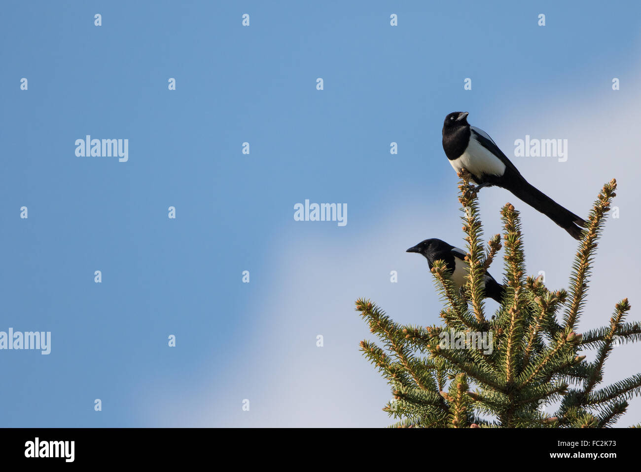 Black billed magpie Stock Photo