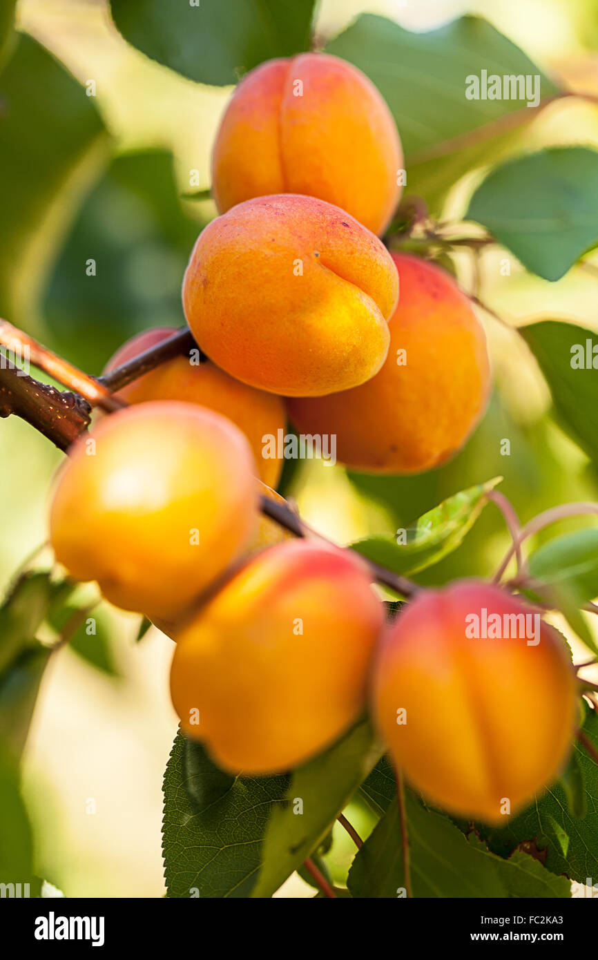 Peach (Prunus persica) Stock Photo
