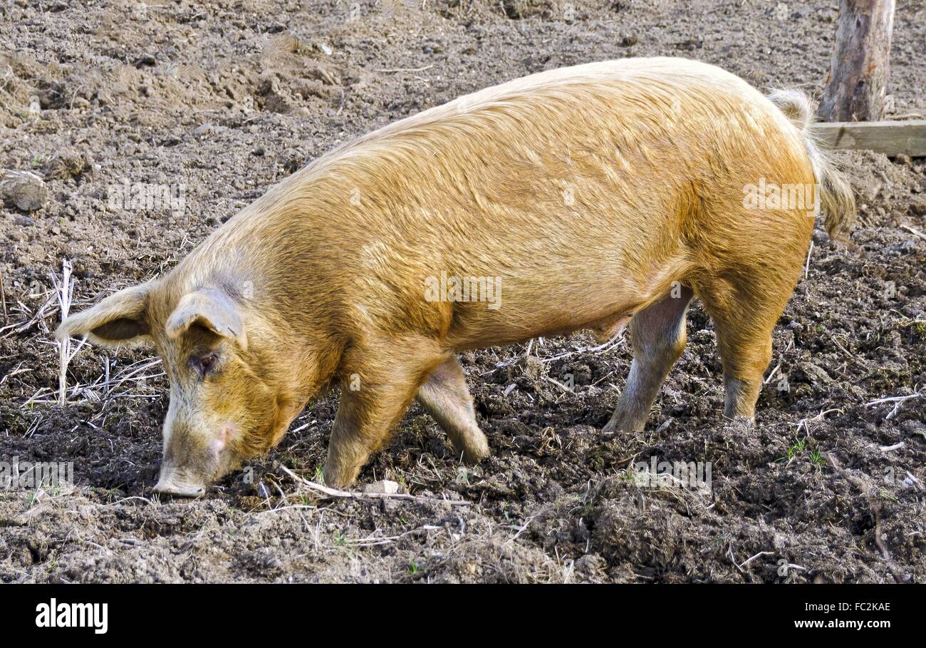 Mangalica searching for food Stock Photo