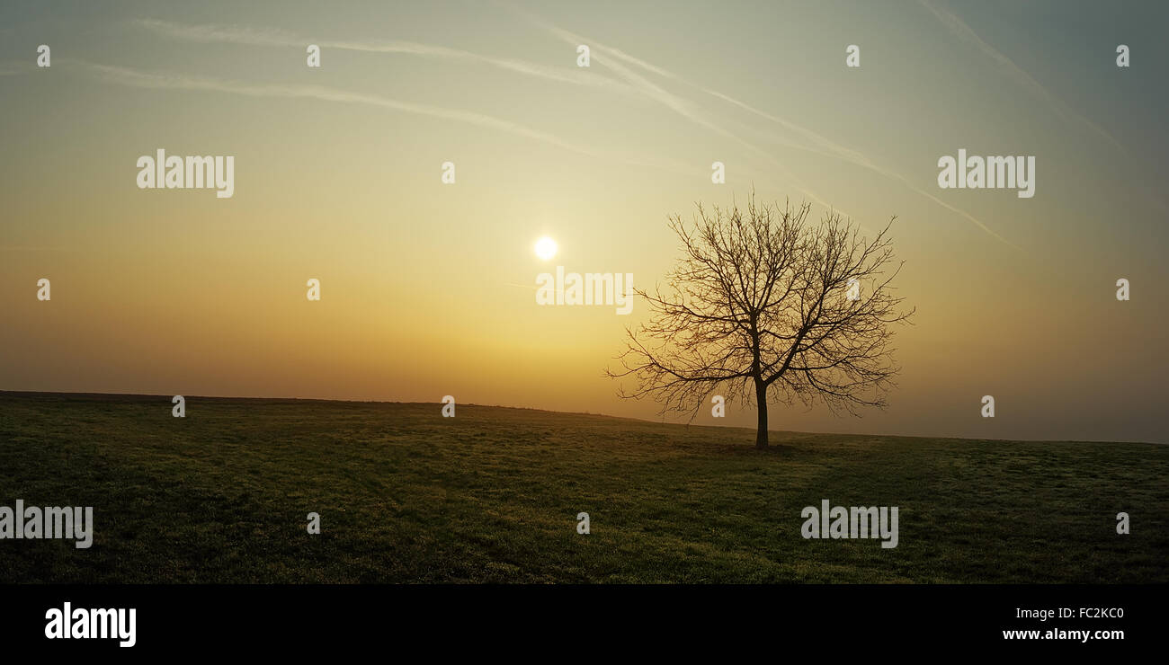 Tree in a morning atmosphere in the haze Stock Photo
