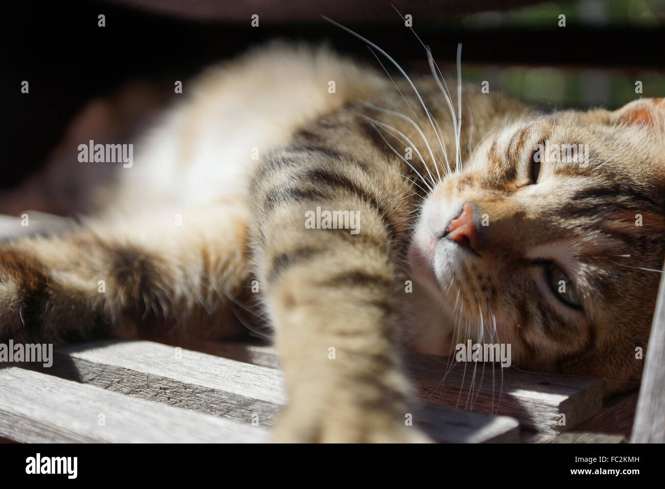 cat sleeping in sun Stock Photo