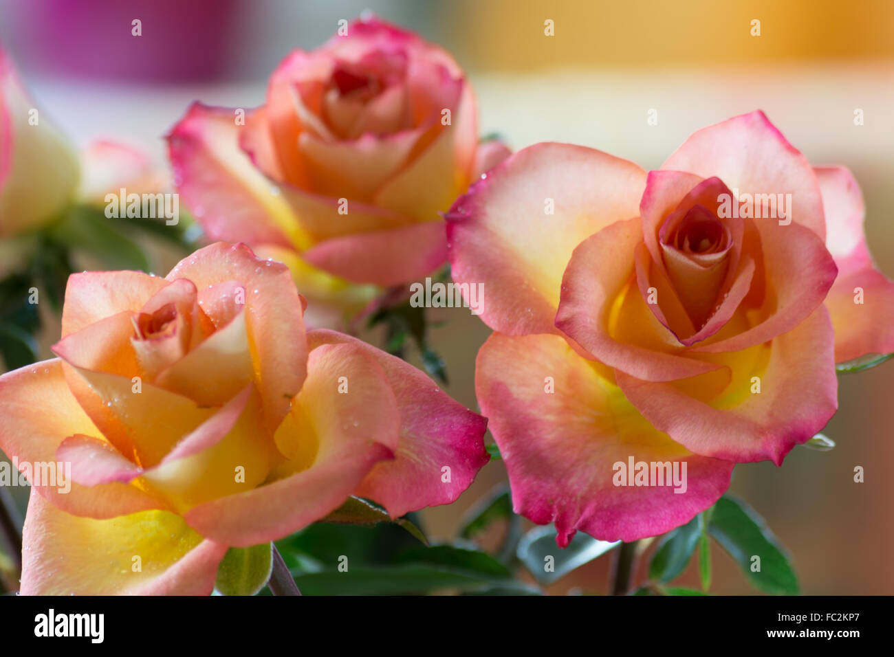 Three orange roses Stock Photo Alamy