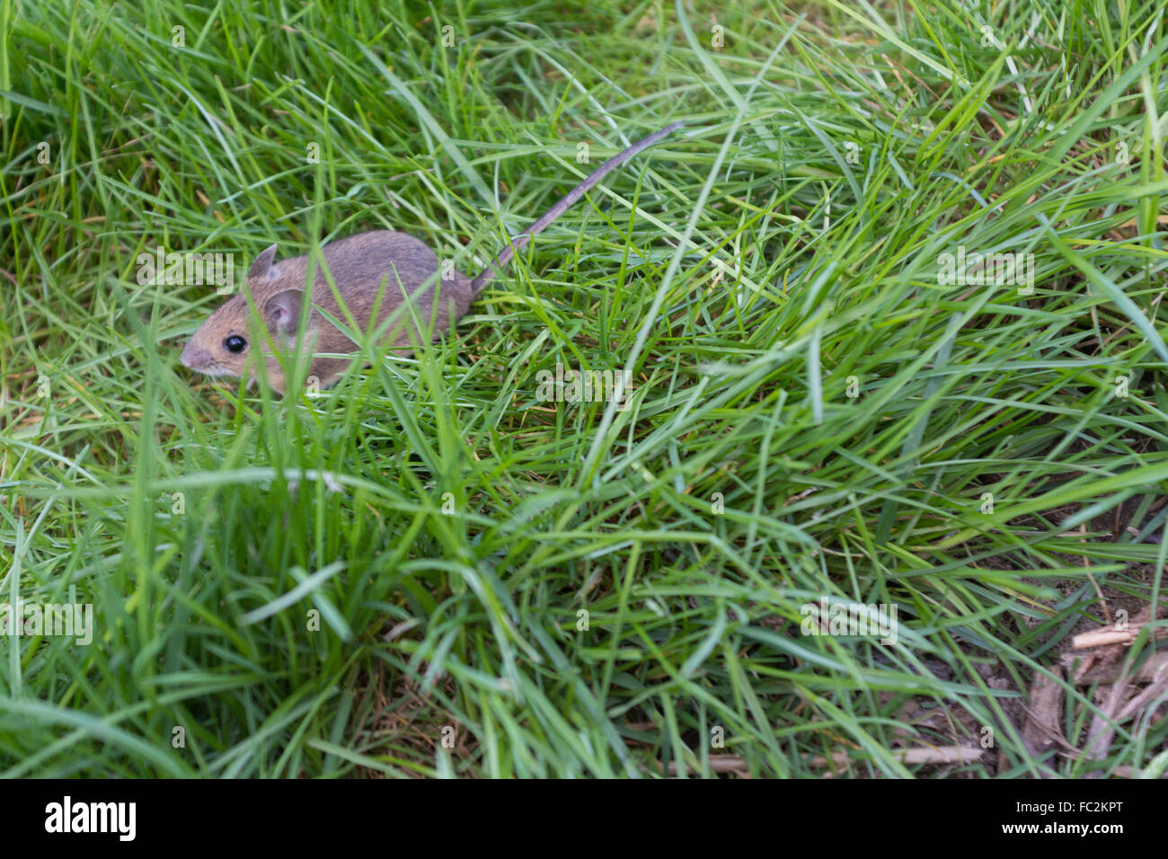 little mouse in green grass Stock Photo
