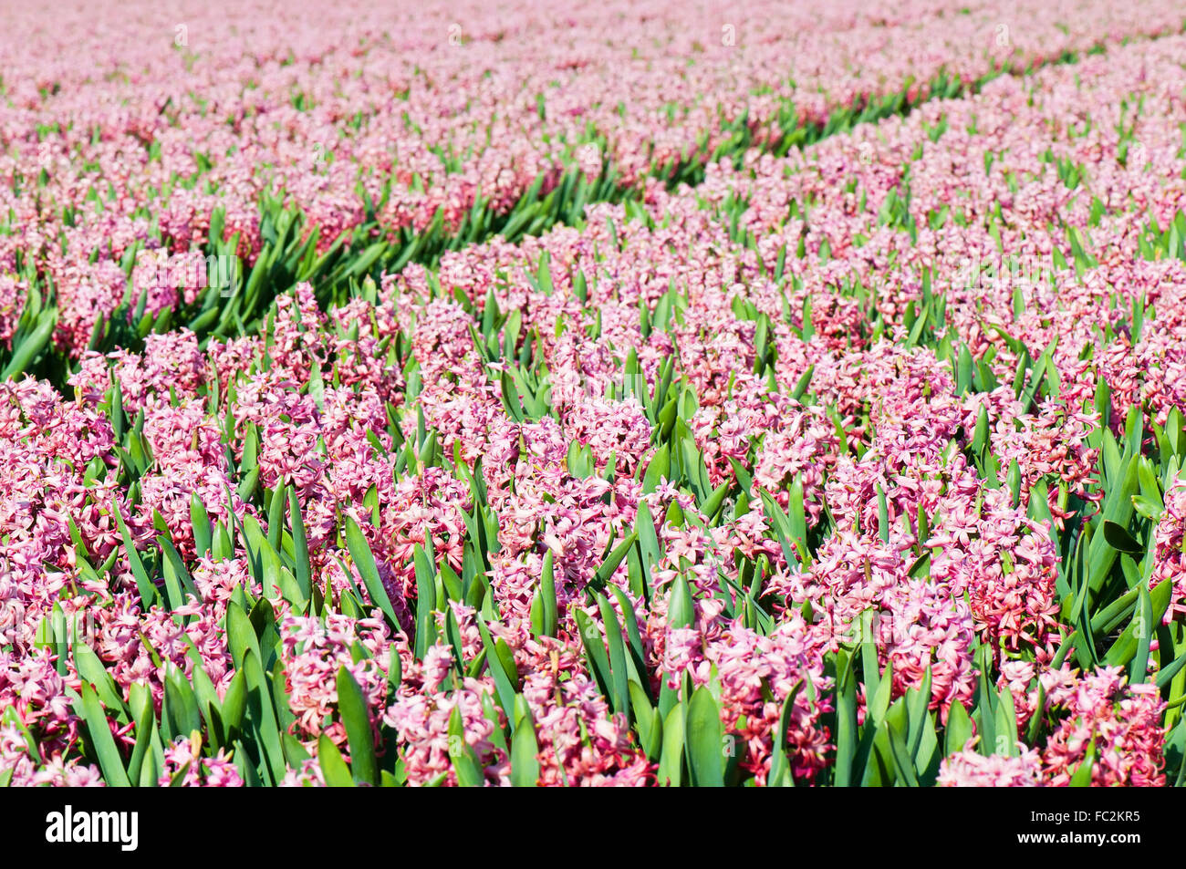 Field of pink hyacinths with red tulip Stock Photo