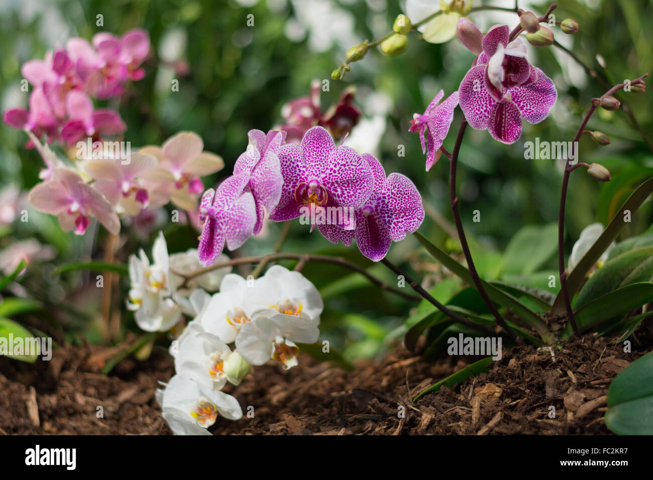 brightly colored orchids Stock Photo