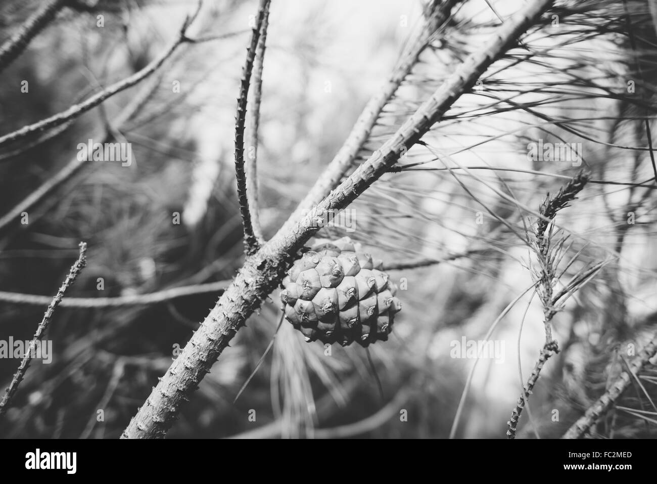 Pine cone Black and White Stock Photos & Images - Alamy