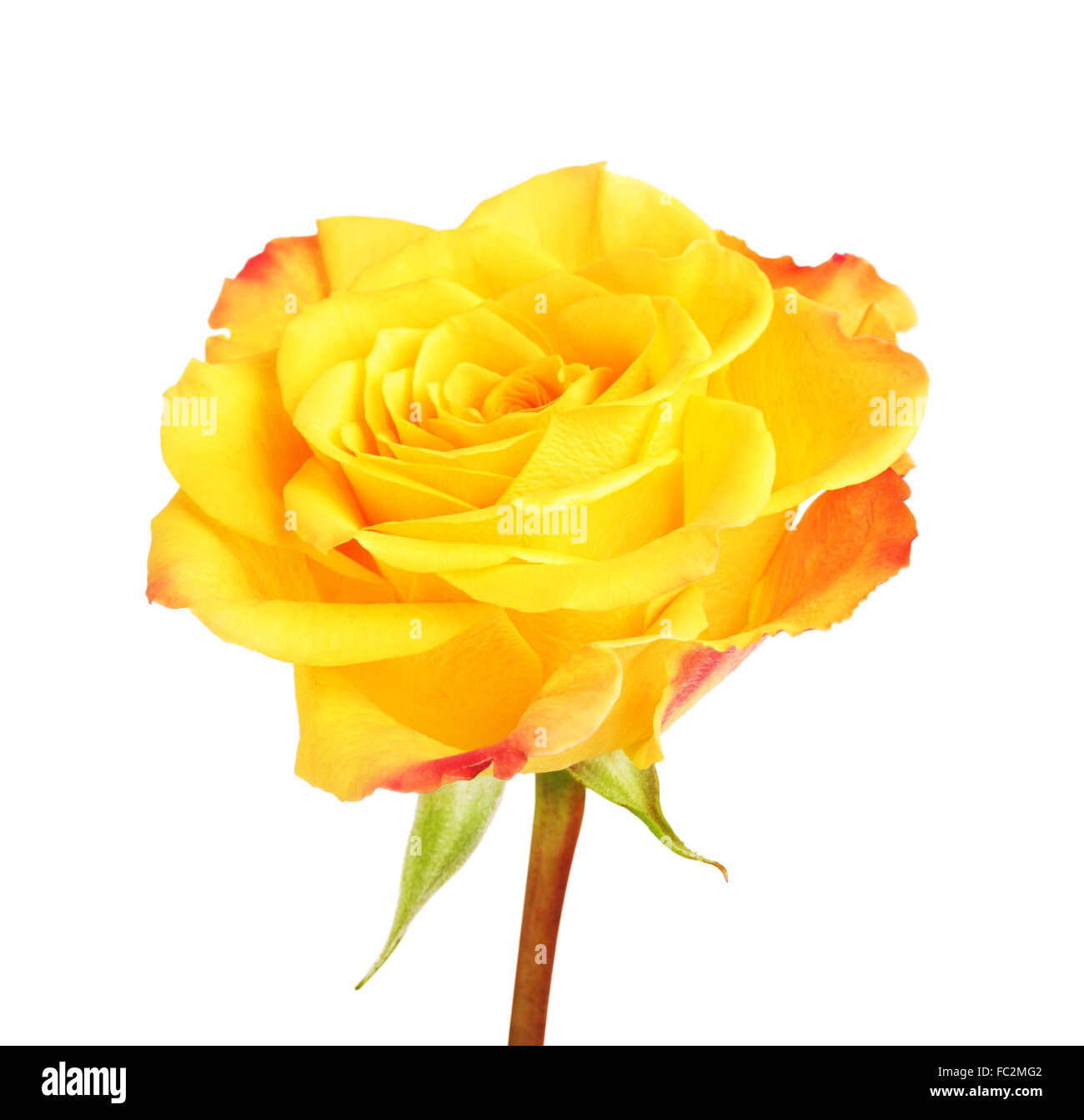 single yellow rose flower, isolated on white background Stock Photo Alamy