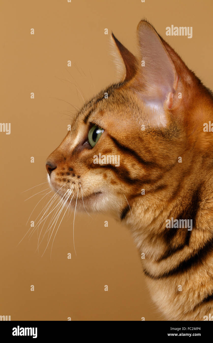 Close Up Bengal Cat At Profile View Stock Photo Alamy