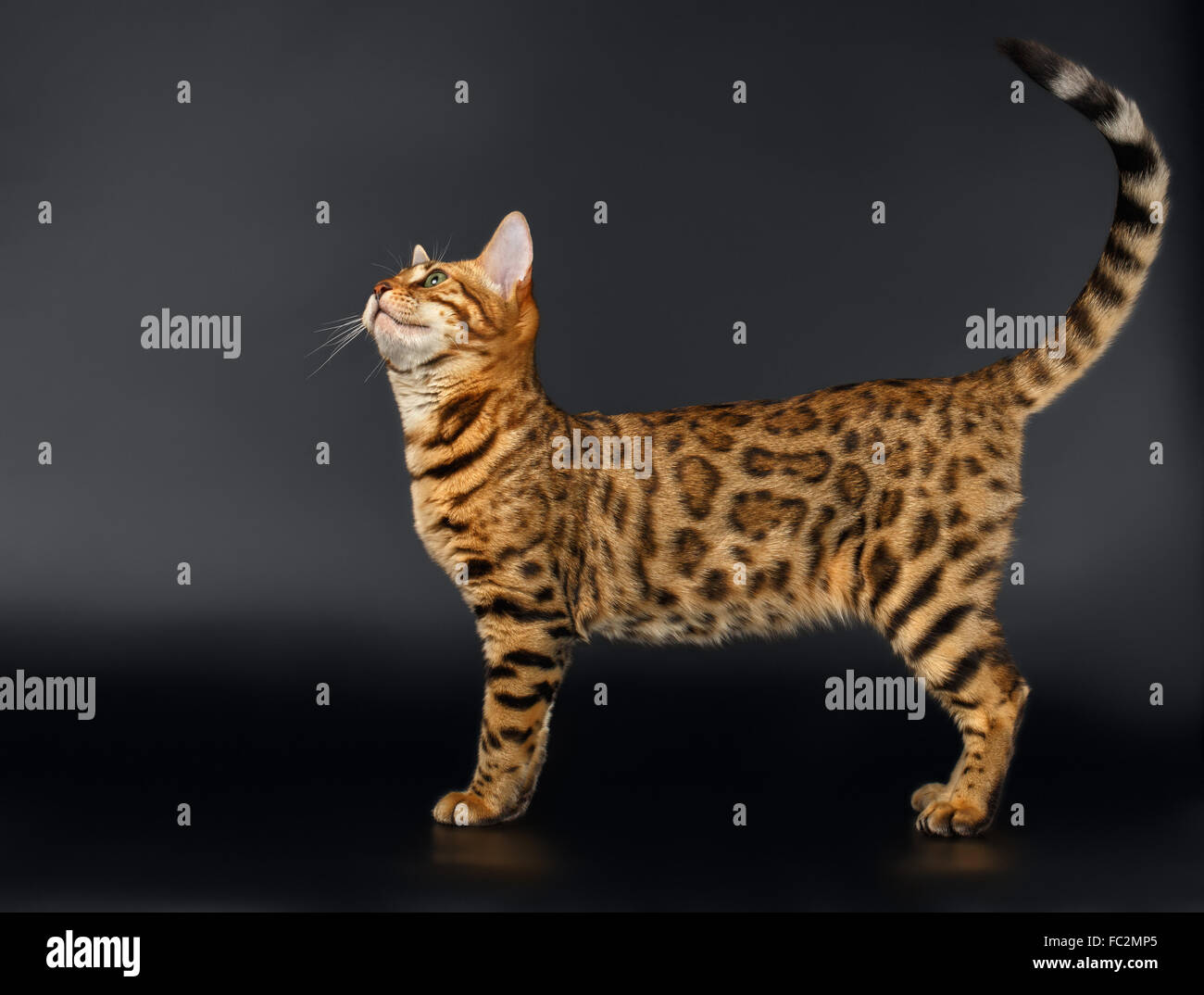 Bengal Cat Looking up on Black background Stock Photo