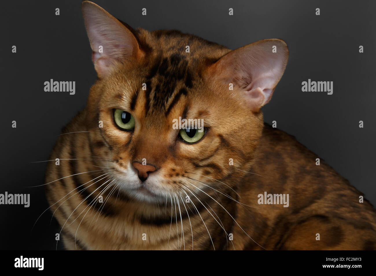 69,135 Angry Cat Face Images, Stock Photos, 3D objects, & Vectors