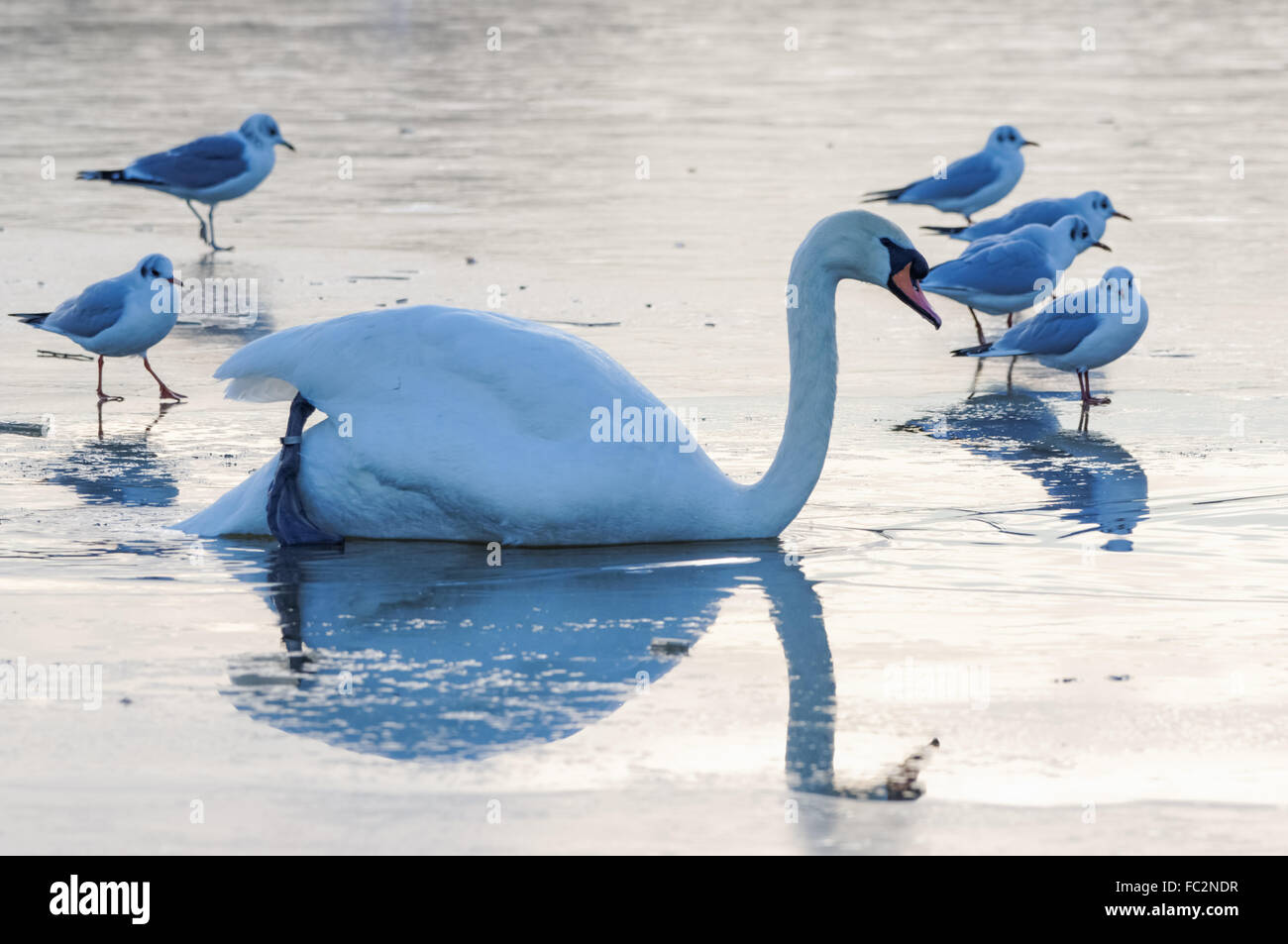 Birds on the frozen pond Stock Photo