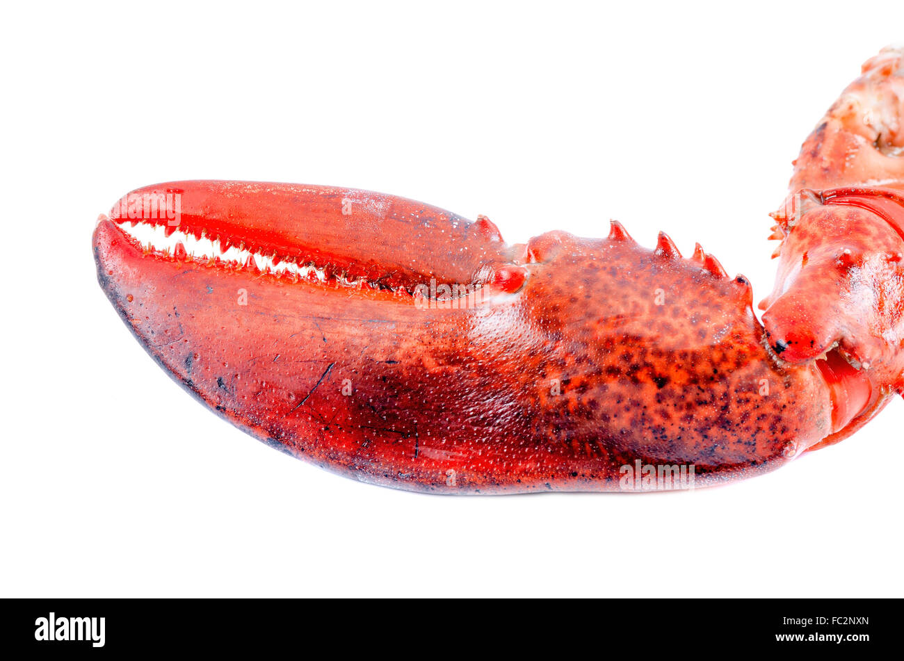 Lobster claw isolated on white background Stock Photo - Alamy