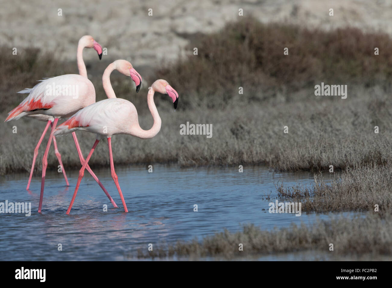 Greater flamingos Stock Photo