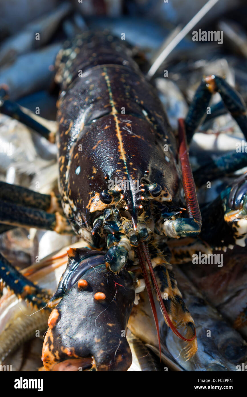 Lobsters caught for seafood Norfolk England Stock Photo Alamy