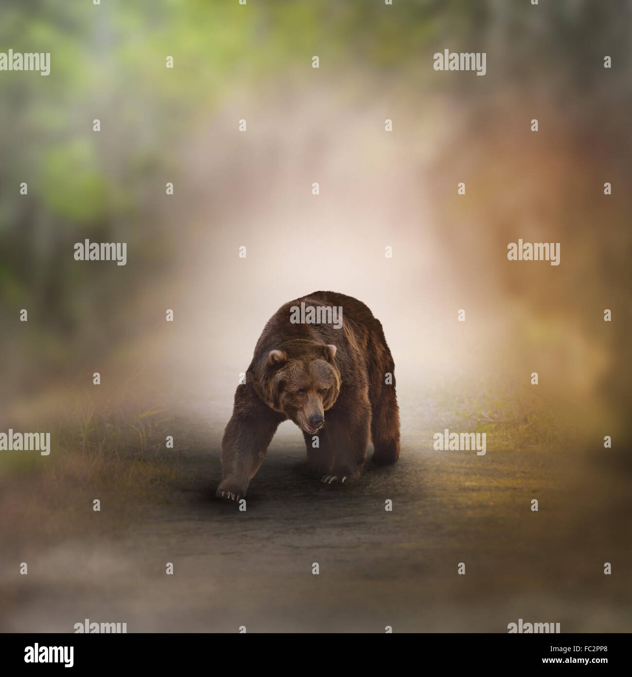 Grizzly Bear Stock Photo