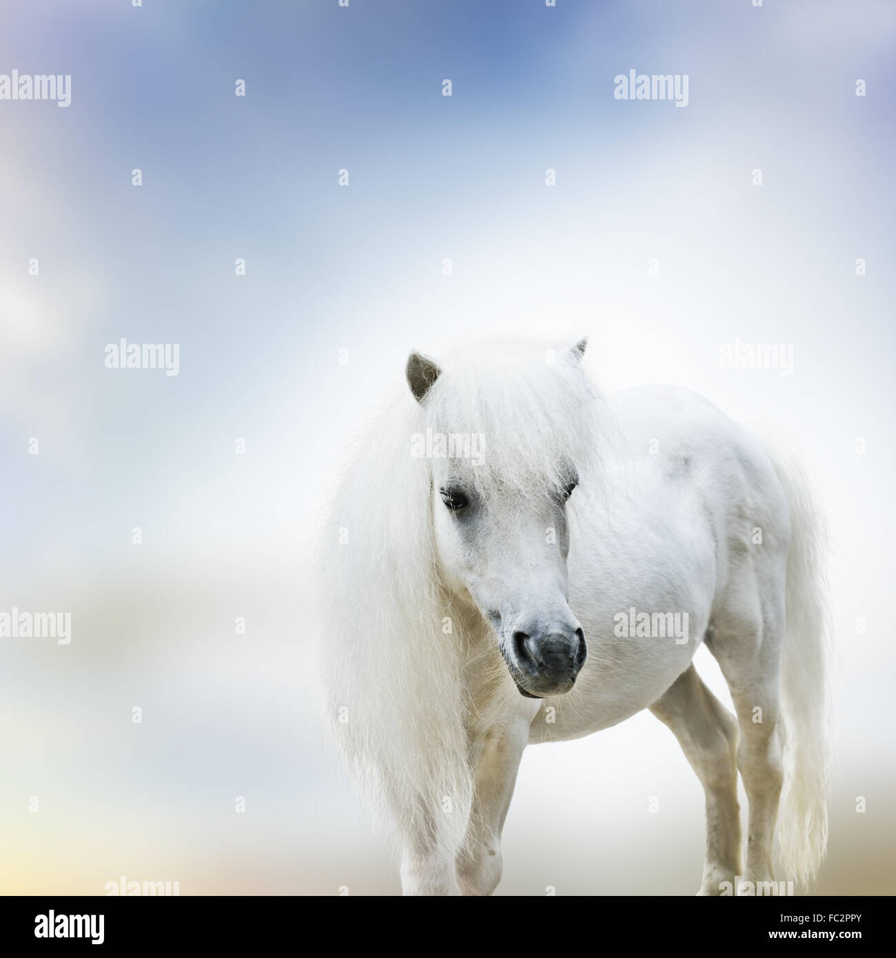 Pony white hi-res stock photography and images - Alamy