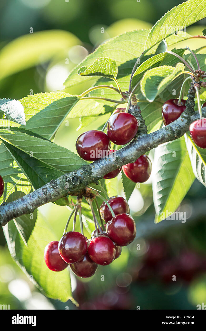 fresh and ripe sweet cherries (prunus avium) Stock Photo
