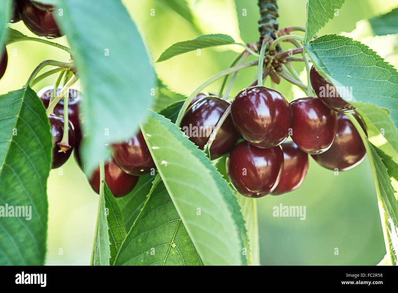 fresh and ripe sweet cherries (prunus avium) Stock Photo