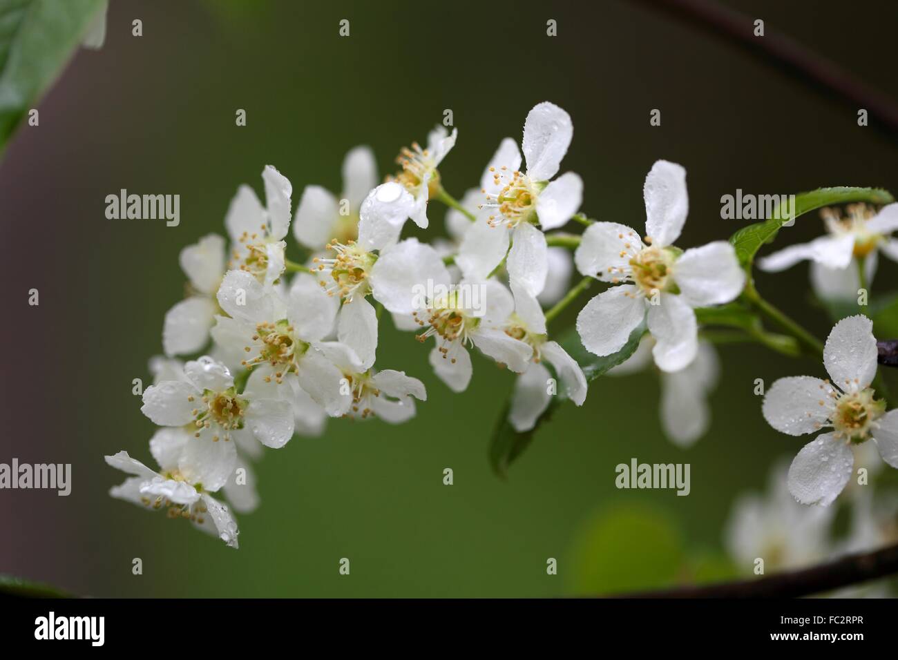 Traubenkirschenbl├╝ten (Prunus padus). Stock Photo