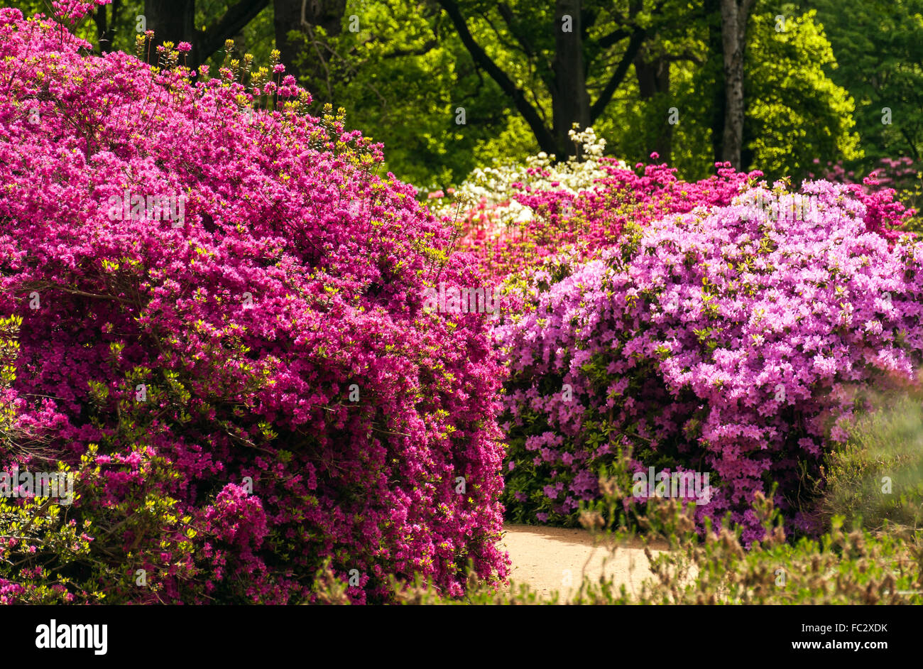 Trees azaleas hi-res stock photography and images - Alamy