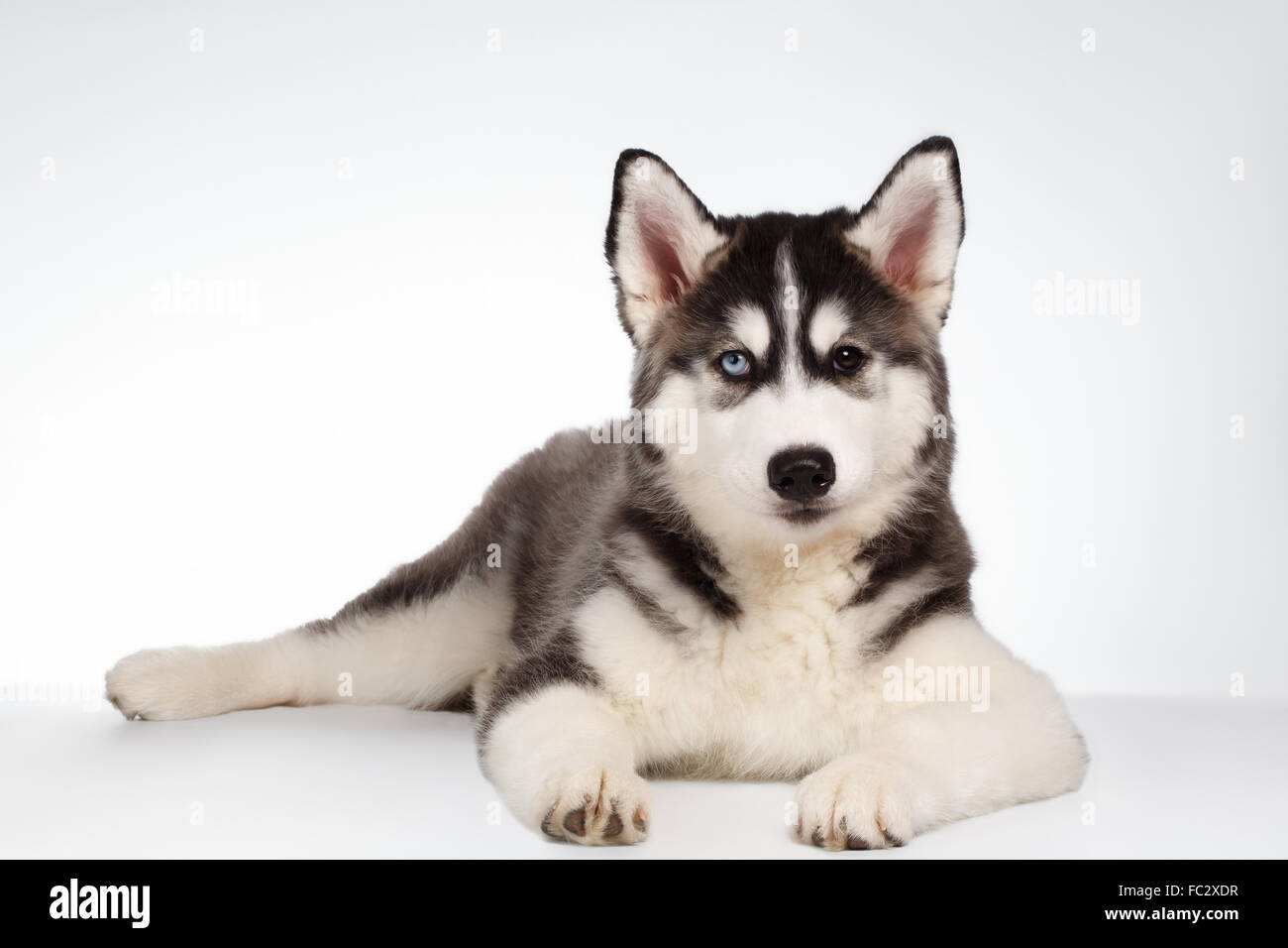 Siberian Husky Puppy Lies on White Stock Photo