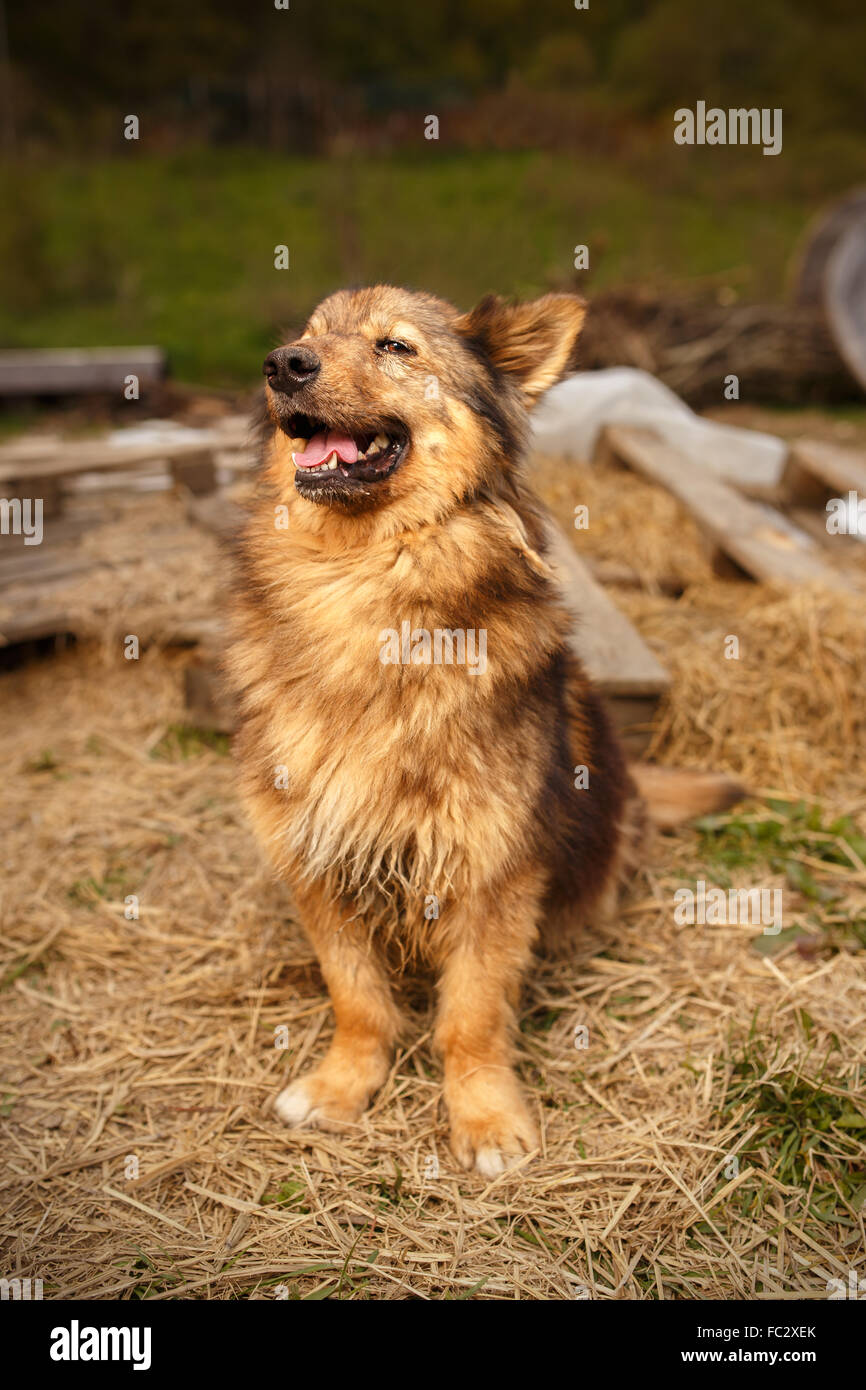 Big ginger hair do hires stock photography and images Alamy