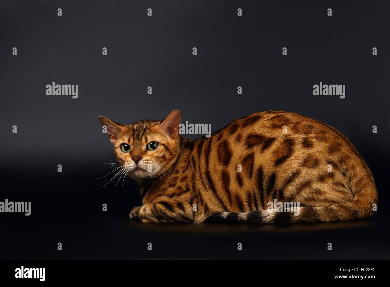 Bengal Cat turned Back on Black Stock Photo