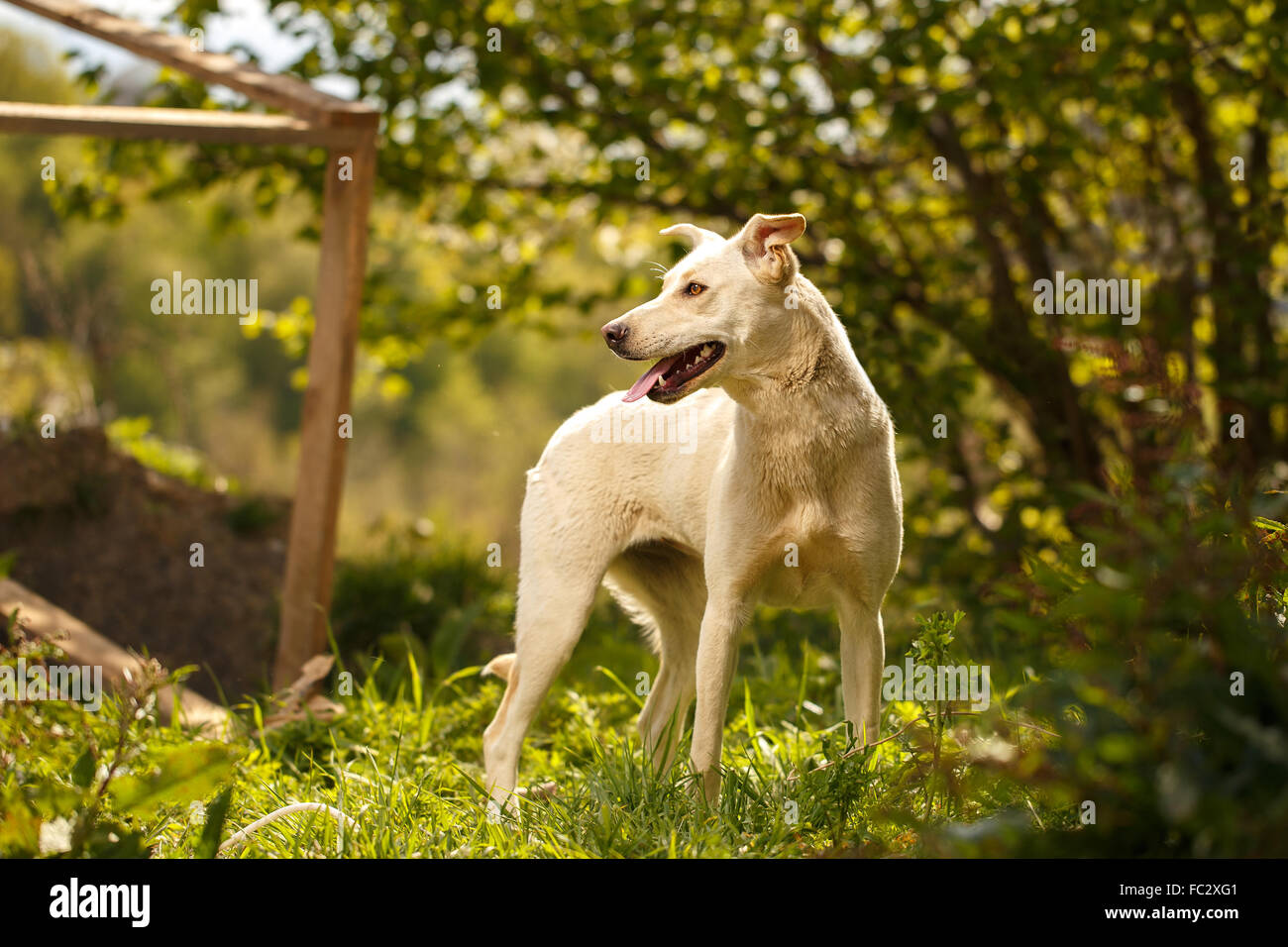 Funny White Dog Turned Back Outdoor Stock Photo Alamy