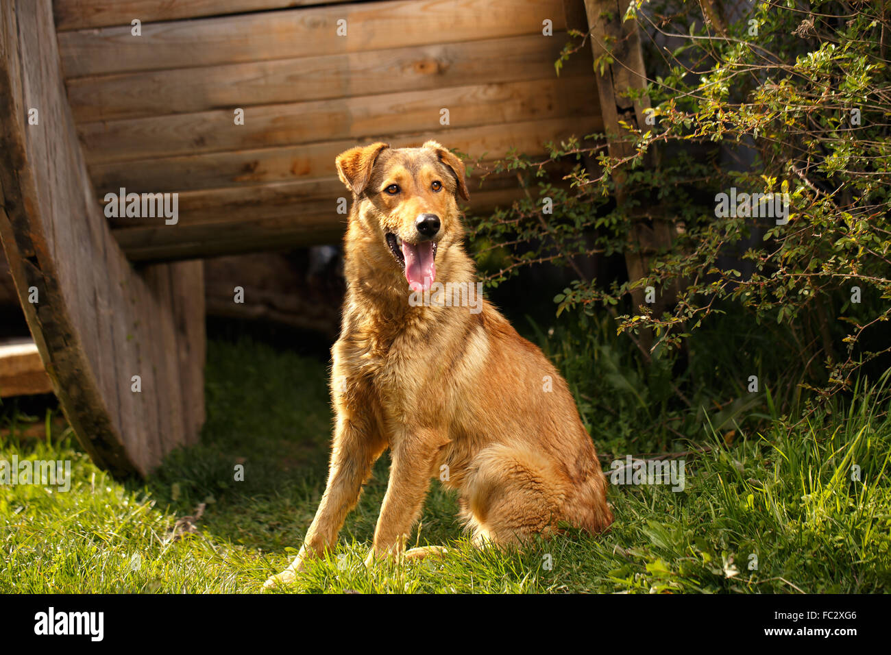 Funny Ginger Dog Sits on Grass Outdoor Stock Photo Alamy