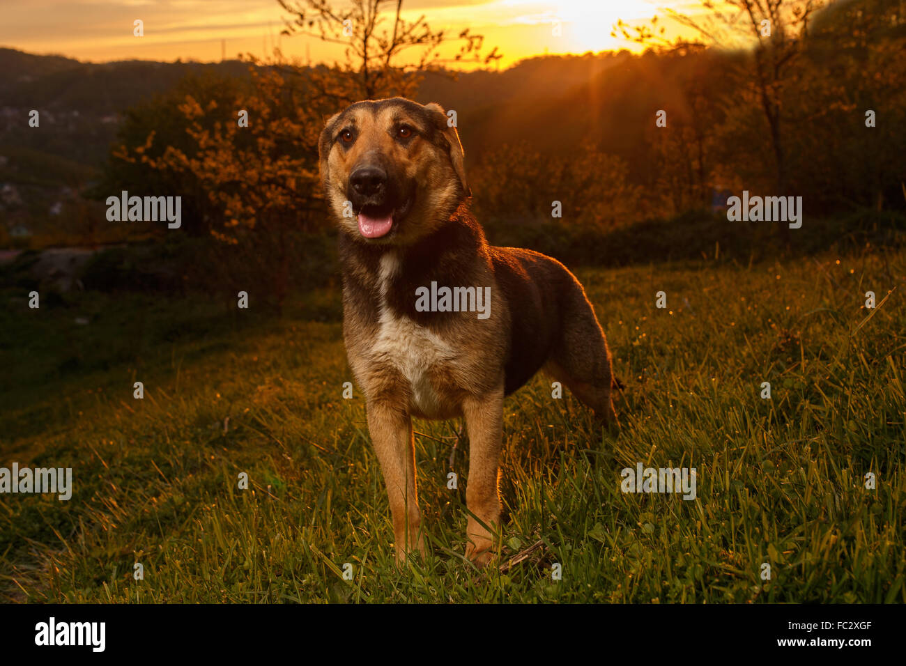 Mixed Breed Dog on Grass at sunset Stock Photo - Alamy