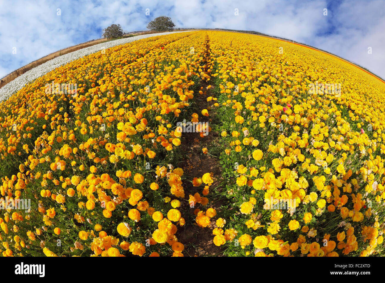 Multi colored summer flowers hi-res stock photography and images - Alamy