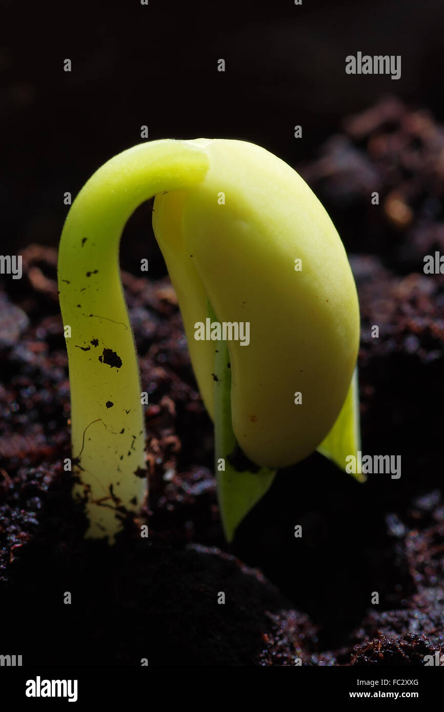 Garden bean seedling Stock Photo - Alamy