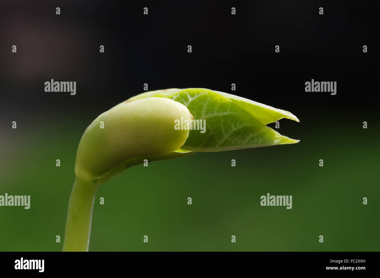 Garden bean seedling Stock Photo Alamy