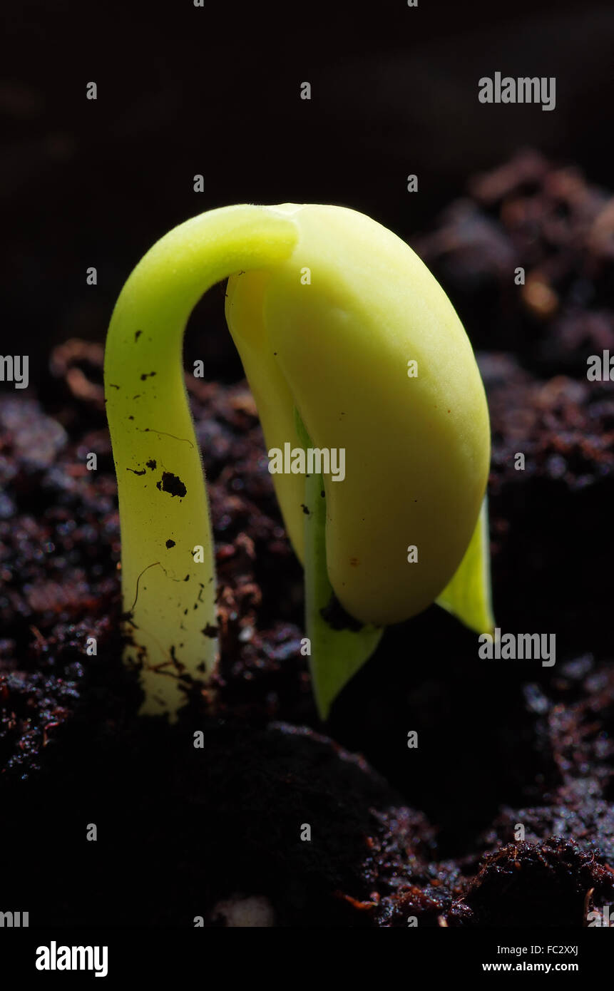 Garden bean seedling Stock Photo Alamy